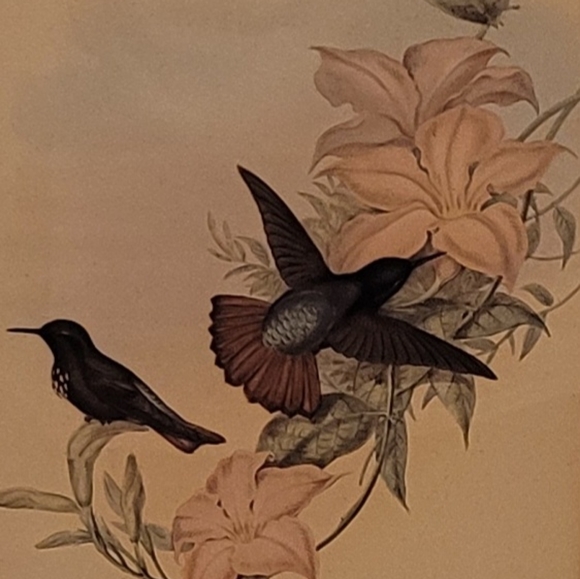 J. Gould and HC Richter Hummingbirds Aglaeactics Pamela Litho - Picture 3 of 16